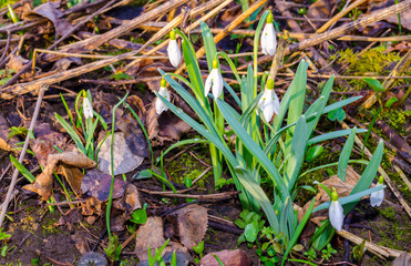 Delicate Snowdrop flowers