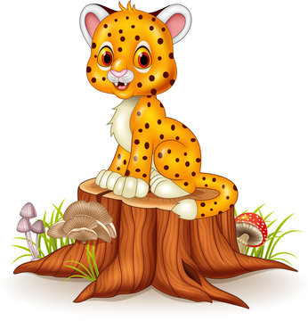 Cute baby cheetah sitting on tree stump