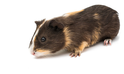 guinea pig isolated