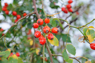 A beautiful wild rose Bush with berries