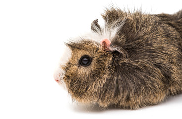 guinea pig isolated