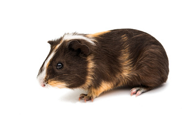 guinea pig isolated