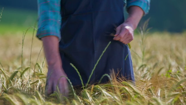 Farmer during walking on wheat field - Powered by Adobe