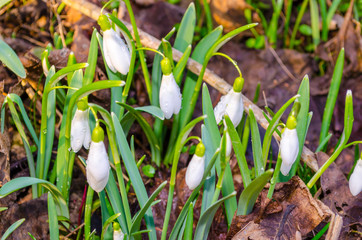 Delicate Snowdrop flowers