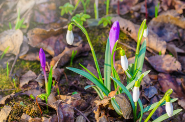 Delicate Snowdrop and purple crocus flowers