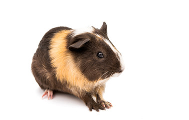 guinea pig isolated