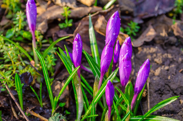 Purple crocus flowers in morning