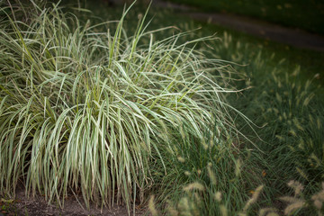 Decorative grass in a park - 105005023