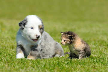 Kleiner Hund und kleine Katze auf der Wiese