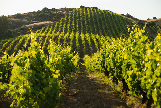 Vigna italiana