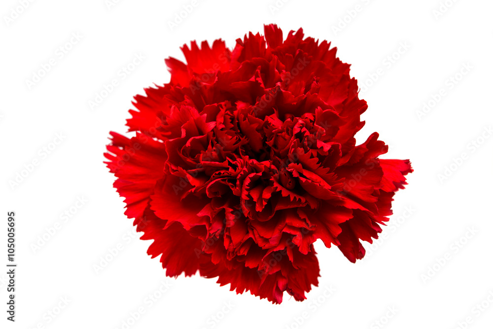 Sticker red carnation isolated