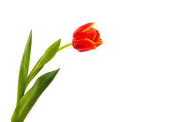 Obraz premium czerwony tulipan na białym tle