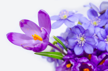 Fototapeta na wymiar Delicate snowdrop, blue hepatica and purple crocus flowers on wh