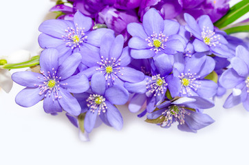 Delicate snowdrop, blue hepatica and purple crocus flowers on wh