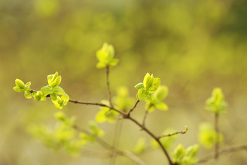 Macro photo at spring of a bush sprout