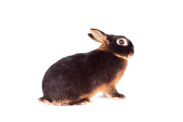 Dark color rabbit isolated on white
