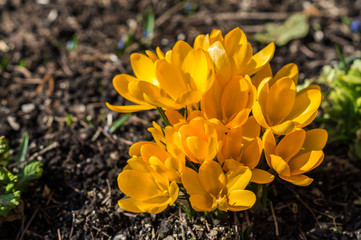gelbe Krokusse