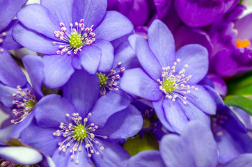 Delicate snowdrop, blue hepatica and purple crocus flowers on wh