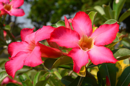 Red Desert Flower