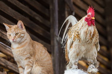  cat and rooster