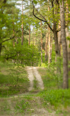Obraz premium Blurry nature wallpaper. Forest bokeh background. Green defocused backdrop for your design.