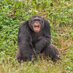 Adult chimpanzee sits in front of bush. Ngamba island chimpanzee sanctuary, Uganda. 
