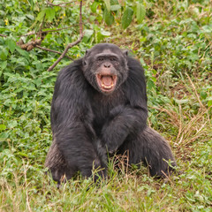 Adult chimpanzee sits in front of bush. Ngamba island chimpanzee sanctuary, Uganda. 
