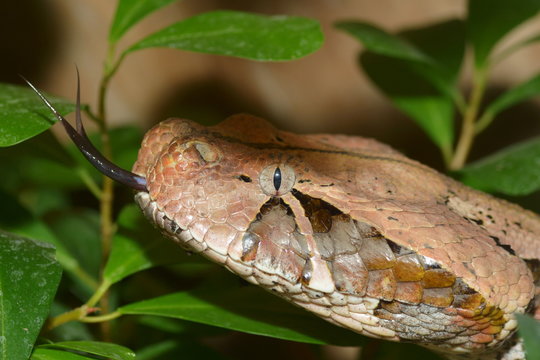 Gabunviper