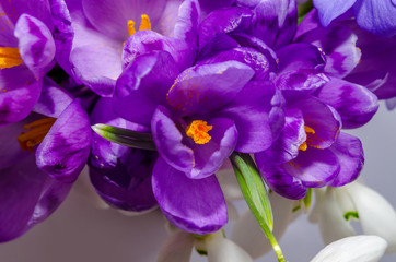 Obraz premium Delicate snowdrop, blue hepatica and purple crocus flowers on wh