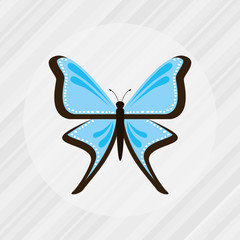butterfly isolated design 