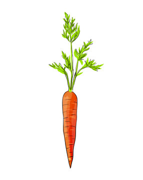 Hand drawn illustration of carrot.