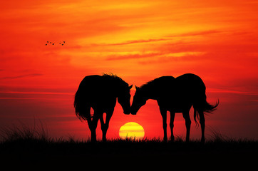 Fototapeta na wymiar Horses in love
