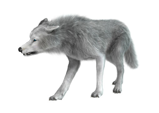 Polar Wolf on White