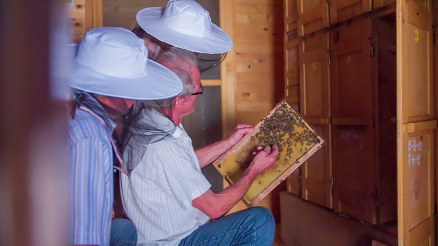 Looking at the vector with many bees on it in the apiary