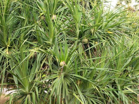 Pandanus trees are also known as Screw Pine grow in mangrove forest and beach.