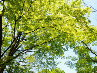 初夏の小径の緑葉