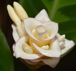 Weiße Blüte