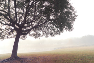 Lone tree in a field meadow pasture paddock farm ranch on a foggy morning - obrazy, fototapety, plakaty