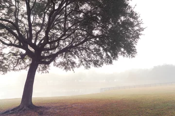 Foto op Plexiglas Lone tree in a field meadow pasture paddock farm ranch on a foggy morning © Lindsay_Helms