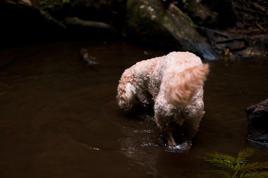 Dog standing on sand at a waterfall pool