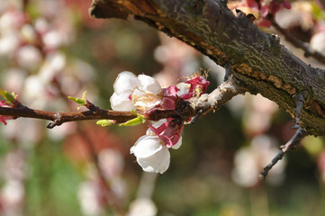 Kirschblüte Knospe am Baum