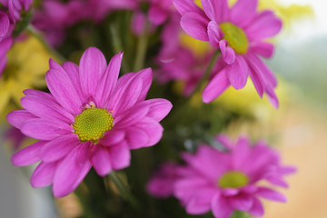 Obraz premium Chrysanthemums, Mums, Chrysanths