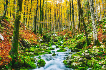 Gorgeous scene of creek in colorful autumnal forest - 105012659