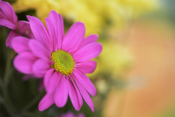 Chrysanthemums, Mums, Chrysanths