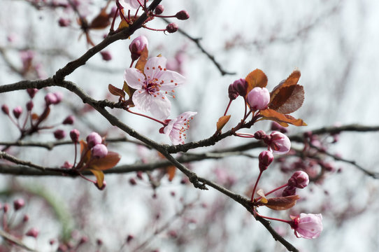 spring seasonal flowering trees