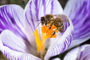 Honigbiene auf einer Krokusblüte im Frühling