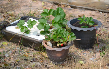 Growing Strawberries in Tropical Climates