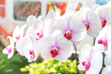 Naklejka na ściany i meble orchid in a garden
