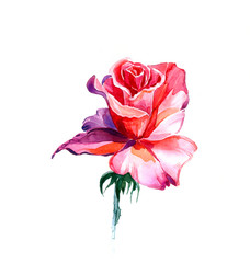 the new view of roses watercolor hand drawn for post card isolated on the white background - 105014438