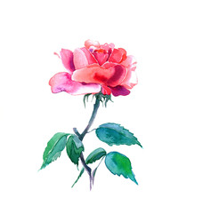 the new view of roses watercolor hand drawn for post card isolated on the white background